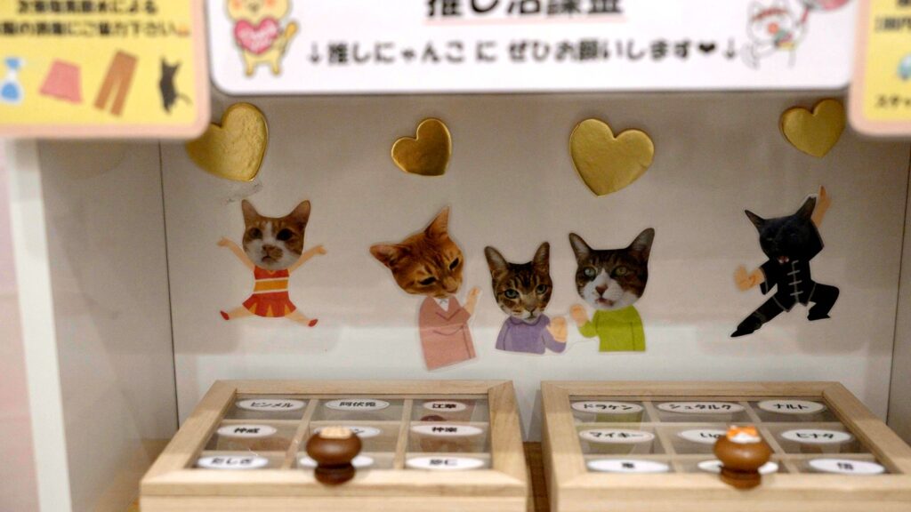 保護猫カフェKaipoohの推し活コーナー