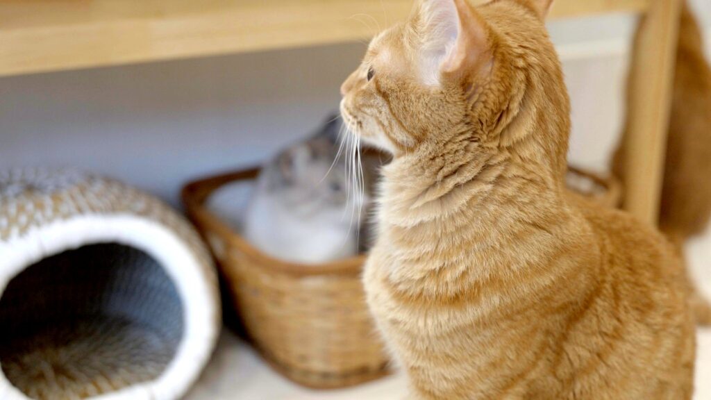 Kaipoohの保護猫たち
