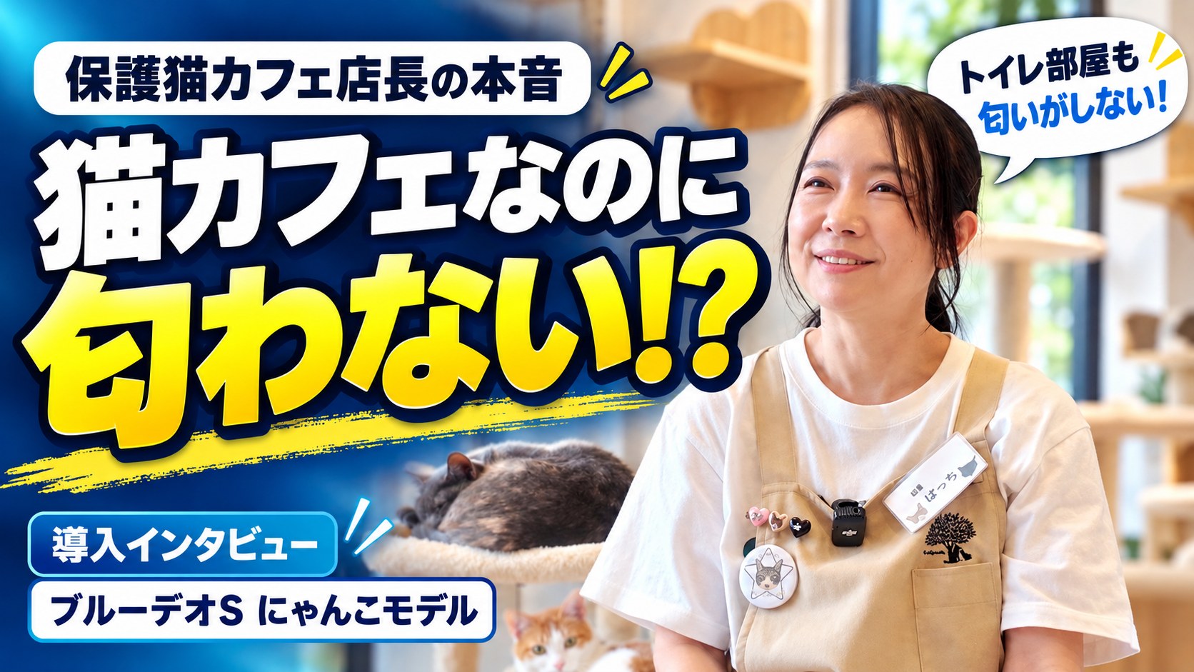 猫カフェなのに匂わない？保護猫カフェ店長に聞いたブルーデオS にゃんこモデルの本音